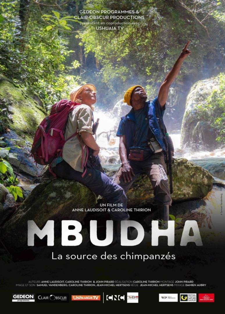 MBUDHA, la source des chimpanzés : une séance de cinéma capturée par les yeux de la forêt